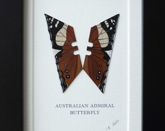 Australian Admiral butterfly