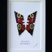 see more listings in the Butterflies section