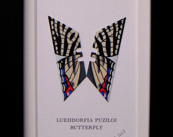 Luehdorfia Puziloi butterfly