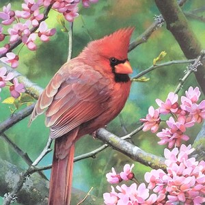 以下が含まれることがあります： 黒い顔のマスクとオレンジ色のくちばしを持つ鮮やかな赤いショウジョウコウカンチョウが、小さなピンクの花の房で覆われた木の枝にとまっています。このアートワークは柔らかな緑色の背景が特徴で、下部には署名と番号が記載されています。
