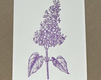 Lilac Stem
