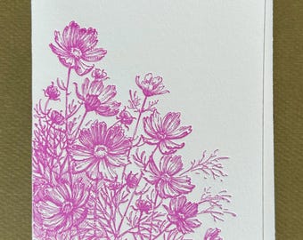 Pink Cosmos