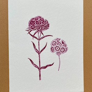 Sweet William