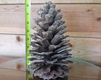 8" Pinecone, Giant Pine Cone, Giant Pinecone, Huge Pine Cone, Huge Pinecone, Large Pine Cone, Large Pinecone, Jumbo Pinecone