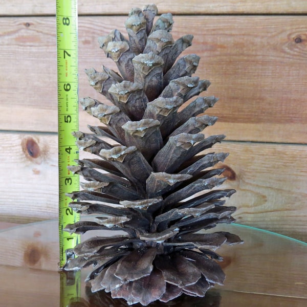 8" Pinecone, Giant Pine Cone, Giant Pinecone, Huge Pine Cone, Huge Pinecone, Large Pine Cone, Large Pinecone, Jumbo Pinecone