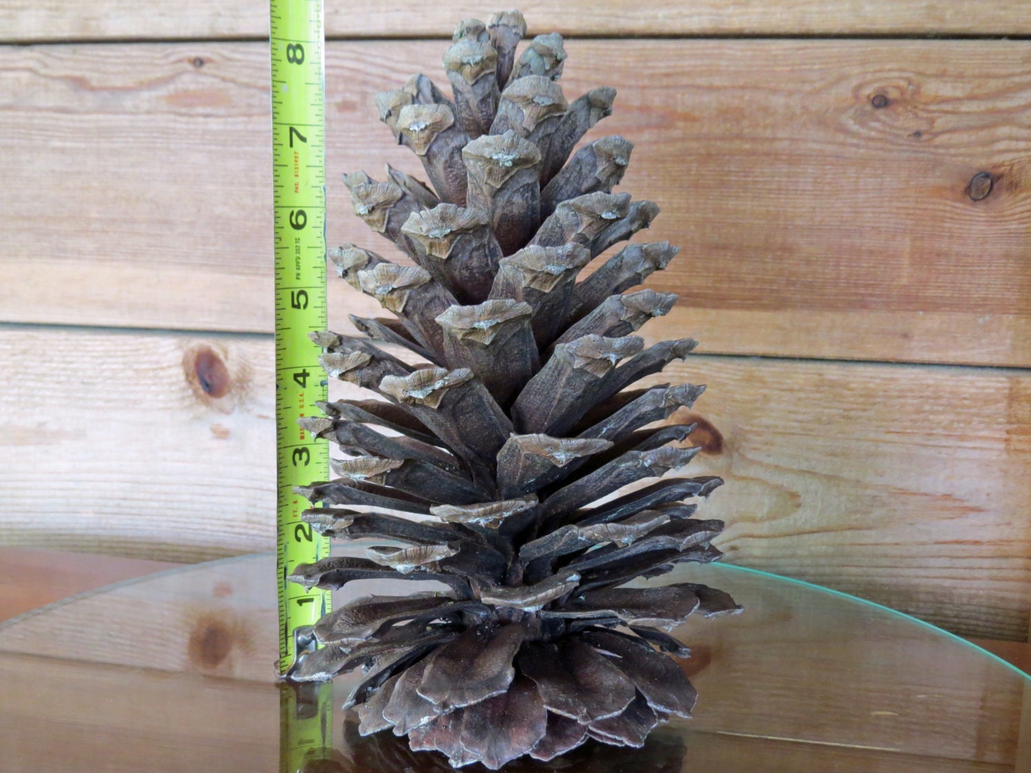 8" Pinecone, Giant Pine Cone, Giant Pinecone, Huge Pine Cone, Huge Pinecone, Large Pine Cone, Large Pinecone, Jumbo Pinecone