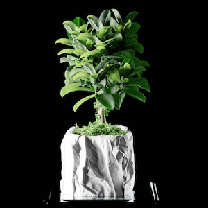 Peut inclure: Une petite plante verte et feuillue dans un pot blanc texturé. La plante a de nombreuses feuilles vertes et un petit tronc. Le pot a l'apparence de papier froissé. Le fond est noir uni.