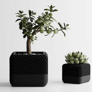 May include: Two black square planters with a lattice design. One holds a jade plant with green leaves and a brown trunk. The other holds a succulent. The planters are on a white background.