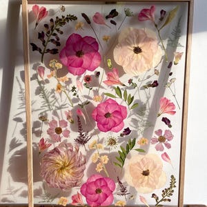 May include: A framed floral arrangement featuring pressed flowers in shades of pink, cream, and yellow. The flowers are arranged on a clear background within a natural wood frame, creating a botanical display.