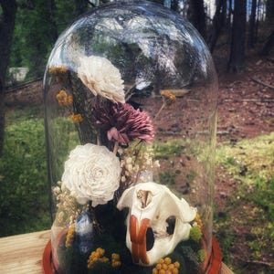 Biber Schädel Haube | Echter Schädel & getrocknete Blumen Terrarium | Kuriositäten-Schrank Dekor | Witchy Natur-Skulptur | Dunkler Waldaltar