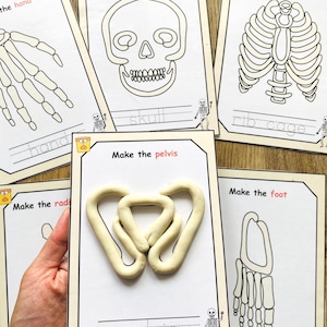 May include: A set of educational activity cards featuring black and white line drawings of human skeletal parts including the hand, skull, rib cage, radius, and foot. One card displays a pelvis shape formed from off-white modeling clay.