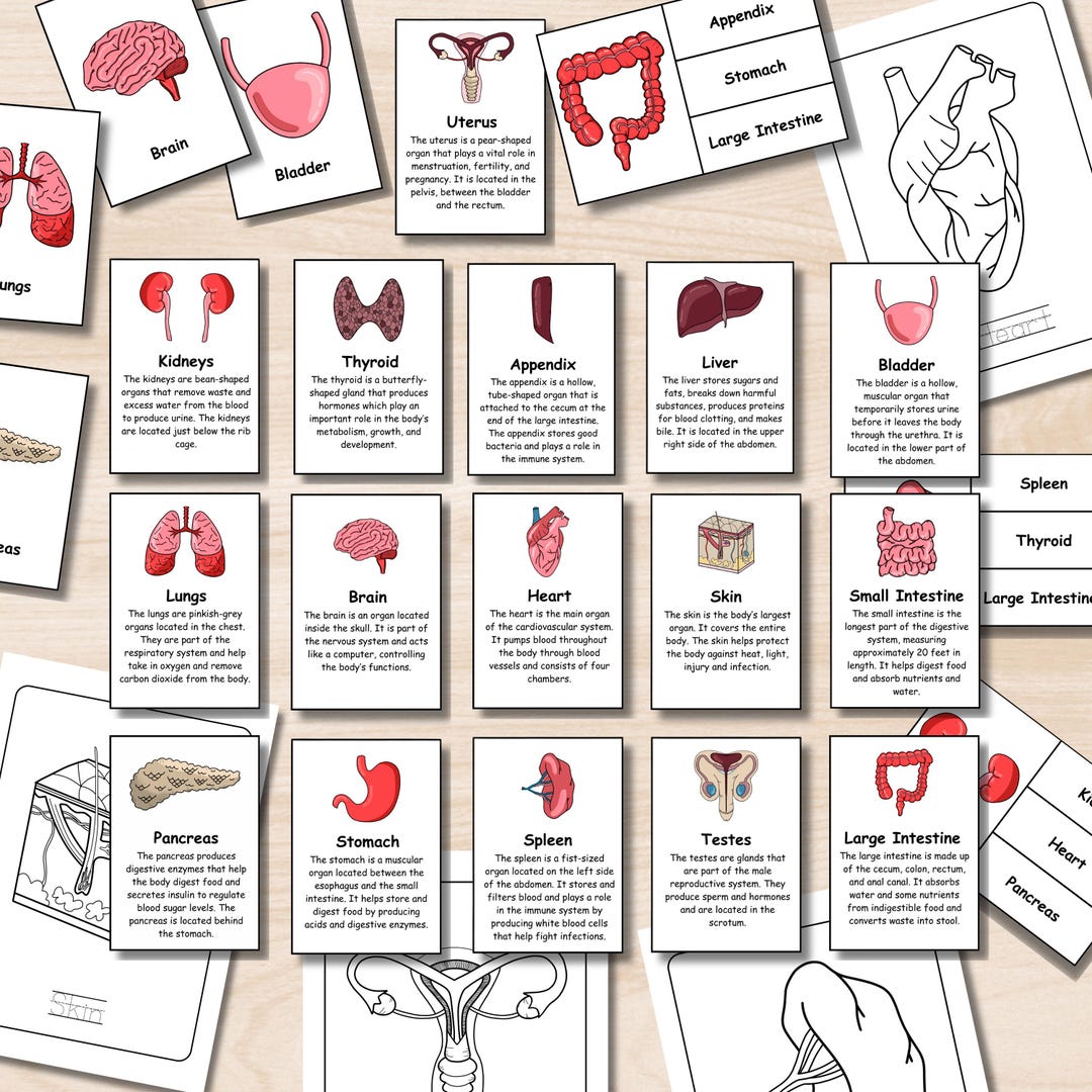 Human Body Organs Flashcards Bundle, Anatomy Flashcards for Kids ...
