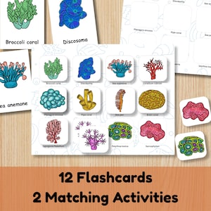 May include: A set of educational materials featuring 12 flashcards and 2 matching activities with colourful illustrations of marine life including broccoli coral, Discosoma, sea anemone, Corallium rubrum, Plerogyra sinuosa, pipe coral, sea pen, and brain coral.