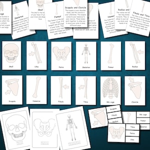 May include: A collection of flashcards featuring illustrations of human skeletal anatomy. Each card displays a different bone or skeletal structure, such as the skull, femur, and rib cage, with labels and brief descriptions. The cards are white with black text and illustrations.