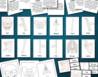 Skeleton Flashcards for Kids, Human Body Skeleton Learning Bundle Anatomy Printables, Coloring Pages & Matching Task Cards, Montessori, PDF