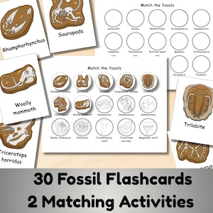Può includere: Un set di 30 flashcard educative sui fossili e 2 fogli di attività di abbinamento. Le carte presentano illustrazioni di fossili come Rhamphorhynchus, Sauropods, Woolly mammoth e Trilobite, con fogli di attività che includono cerchi da abbinare.