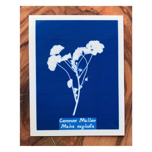 May include: A botanical print featuring a white Common Mallow plant, Malva neglecta, against a deep blue background. The print has a white border and includes the plant's name in cursive script. The image is mounted on a wooden surface.