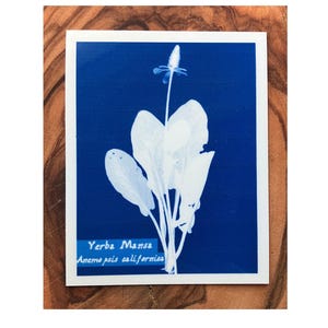 May include: A botanical print featuring a white Yerba Mansa plant against a deep blue background. The print includes the text "Yerba Mansa Anemopsis californica" in a light blue font. The image is set on a wooden surface.