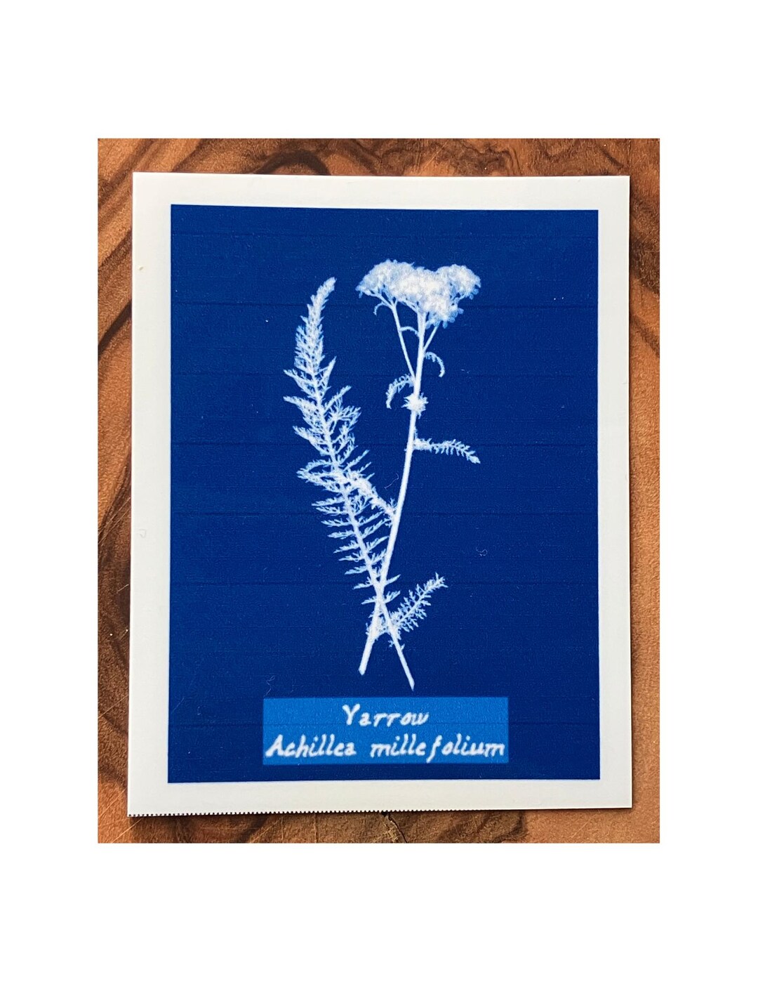yarrow-sticker-cyanotype-style-vinyl-sticker-water-resistant