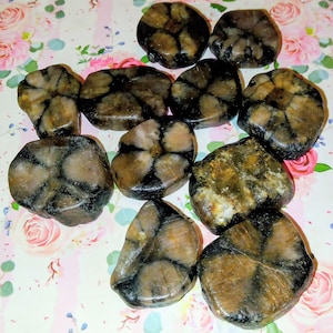 May include: A collection of brown and black cross-shaped stones. The stones have a natural, rough texture and vary slightly in size and shape. The cross patterns are distinct, with dark lines against a lighter brown background. The stones are arranged on a floral patterned surface.