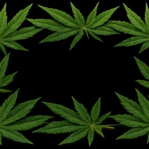 Puede incluir: Disposición simétrica de hojas verdes de cannabis sobre un fondo negro. Las hojas presentan detalles de venas y texturas, creando un patrón natural y orgánico. Las hojas están dispuestas en forma de marco.