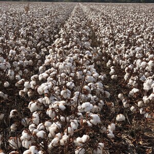 Cotton Field Printable Wall Art-Southern Farm Landscape- Farm Digital Print