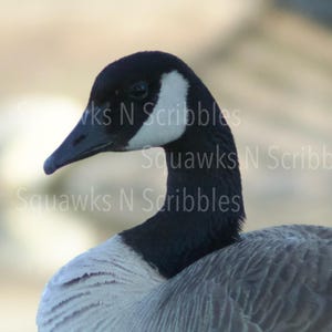 May include: Close-up of a Canada goose, showcasing its distinctive black head and neck, a white cheek patch, and a dark bill. The goose's gray and white plumage is visible on its chest and body. The image has the text "Squawks N Scribbles".