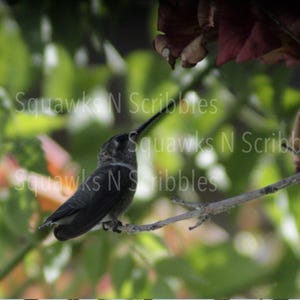 May include: A small hummingbird perched on a thin branch, with a long beak pointed upwards. The bird's dark feathers contrast with the blurred green and pink foliage in the background. The text "Squawks N Scribbles" is overlaid on the image.