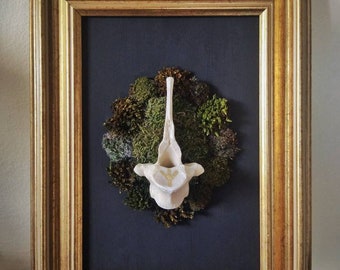 Sheep vertebrae with gold leaf Algiz rune and moss, ethically made bone wall art, vulture culture, gothic witchy decor, runes