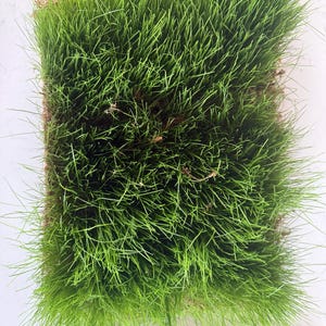 Soilless! Rye Grass Sod Strips Plugs Root Bound Pieces 1’x18”Affordable Lawn Care Custom pieces/Plugs. No need to level like traditional Sod