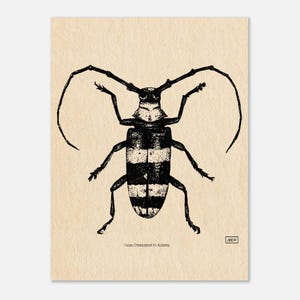 Bockkäfer Druck - Monochrome Käfer Wanddeko - Detaillierte Zeichnung