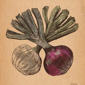 May include: A detailed illustration of two onions, one white and one purple, with green stems. The artwork is on a tan background and includes the text "©2025 Christopher N. Roberts". The style is reminiscent of a botanical drawing.