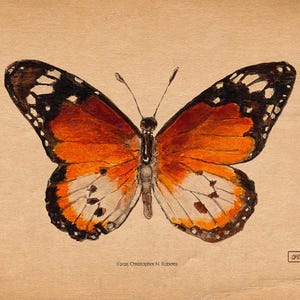 African Monarch Watercolor Taxidermy Study - Vintage Parchment Variant | Art Print