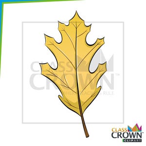 May include: A cartoon illustration of a yellow oak leaf with dark brown veins and stem. The leaf has a jagged edge and is set against a white background. The image includes the text "CLASS CROWN CLIPART".