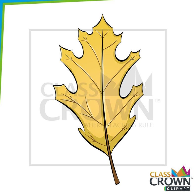 May include: A cartoon illustration of a yellow oak leaf with dark brown veins and stem. The leaf has a jagged edge and is set against a white background. The image includes the text "CLASS CROWN CLIPART".