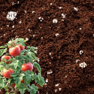 Mistura orgânica de fibra de coco e perlita para vasos | Solo com drenagem rápida