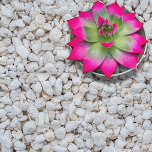 Pode incluir: Uma planta suculenta com folhas verdes e pontas rosas em um pequeno vaso prateado, colocada sobre um leito de pequenas pedras brancas. O contraste de cores cria uma composição visual atraente.