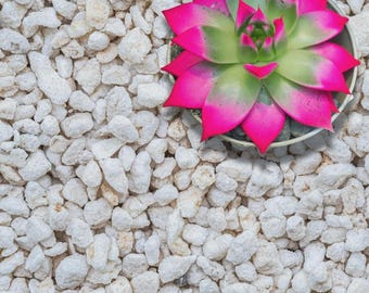 Perlita extra gruesa de grado 4 / Perlita orgánica en trozos para mejorar el suelo, mejorar la aireación y mejorar el drenaje, las suculentas y las orquídeas.