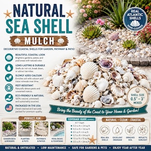 Peut inclure: Un tas de paillis d'écailles de mer naturelles, parfait pour les jardins, les allées et les patios. Les coquillages sont de tailles mixtes, allant de 1,3 à 7,6 cm, et sont nettoyés à la main. Le texte dit : "Apportez la beauté de la côte à votre maison et à votre jardin !"
