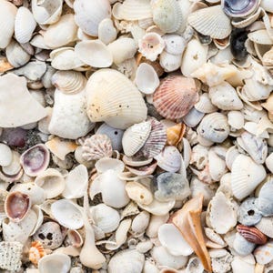 May include: A close-up of a variety of seashells, showing a mix of shapes, sizes, and colours. Predominantly white, cream, and tan shells, with touches of pink, purple, and brown. Some shells are smooth, others have textured ridges.