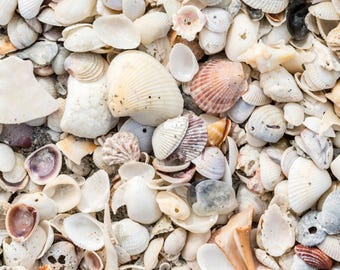 Natural Sea Shell Mulch for Garden and Landscaping | Decorative Coastal Shells for Patio Pathway Planters and Beds