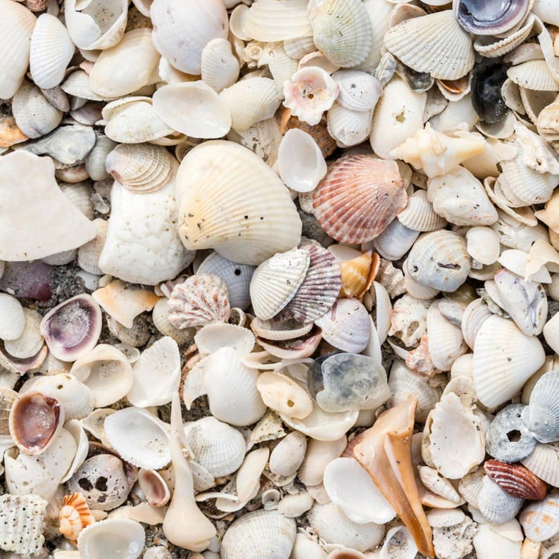 Natural Sea Shell Mulch for Garden and Landscaping | Decorative Coastal ...