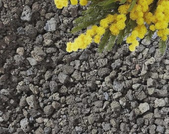 Black Lava Rock for Succulents Bonsai & Aquariums | Volcanic Drainage Stone for Terrariums Orchids and Soil Mix | Top Dressing