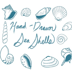 Imágenes prediseñadas de conchas marinas, más de 10 conchas variadas dibujadas a mano, ilustraciones PNG, imágenes prediseñadas, descarga instantánea