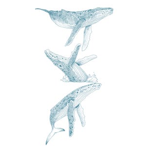 Ballena jorobada dibujada a mano PNG, 3 ilustraciones de ballenas dibujadas a mano, clipart, descarga instantánea