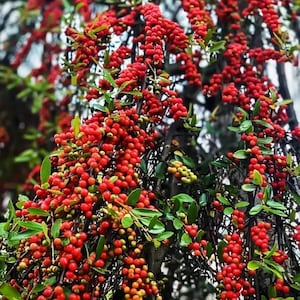 Weeping Yaupon Holly Trees Live Plants for Hedges and Borders, Well Rooted Plants 4-8” Tall