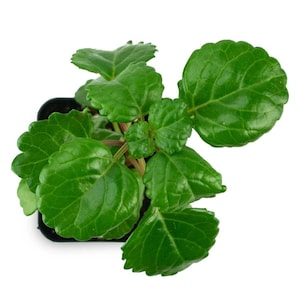 Green Swedish Ivy Plant - Easy-Care Indoor Vine for Home or Terrarium - Zones 10-11 - Starter Plant Live Houseplant in 2.5&quot; Pot
