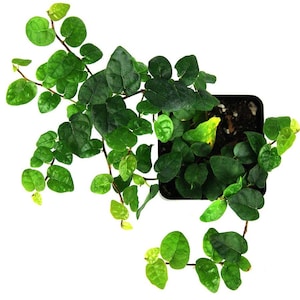 Ficus Pumila &#39;Creeping Fig&#39; - Ficus Quercifolia -Terrarium/Fairy Garden in 2.5 pot - Hardiness Zone 9 -11 - Gift for Garden Lover