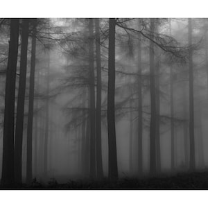 A photography page dedicated to selling high-quality framed prints of the wooded landscapes of Britain.