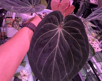 Anthurium HU/King of Spades - clone